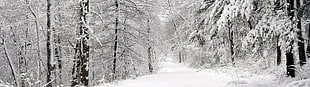 snow covered pathway between tall trees