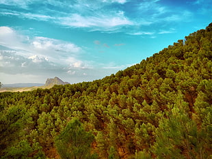 green trees, nature, mountains, landscape, sky