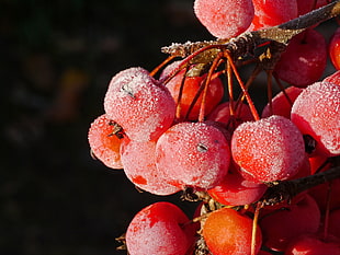 cherry fruit during daytime HD wallpaper
