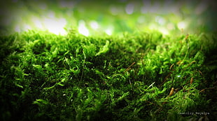 macro photography of green grass HD wallpaper