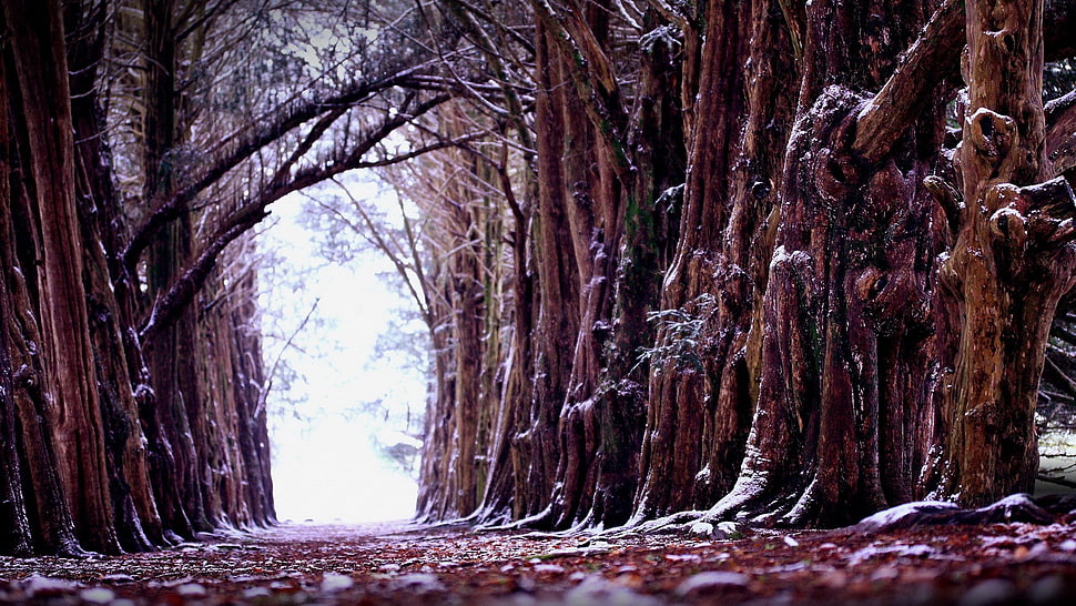 brown tree, nature, landscape, trees, forest HD wallpaper
