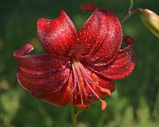closed up photo of red petaled flower