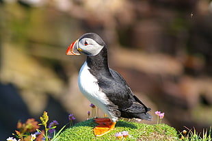 black and white bird on top of green grass, puffin