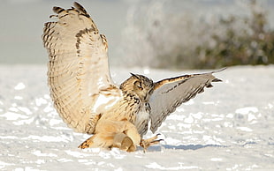 flying brown Owl on snow cover field