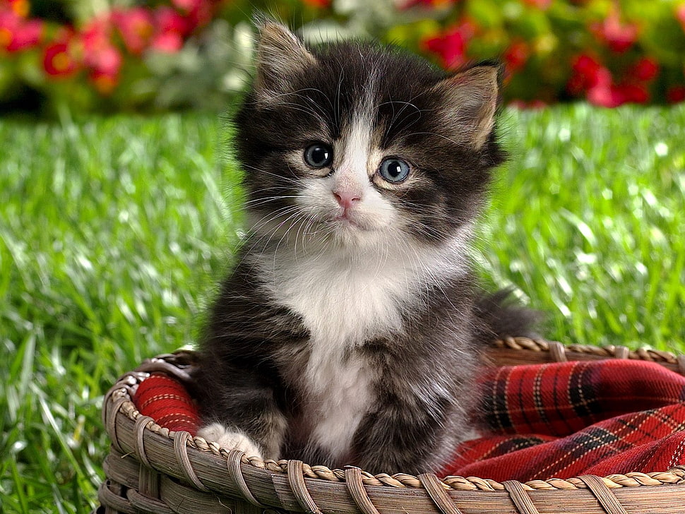 person black and white tabby cat HD wallpaper