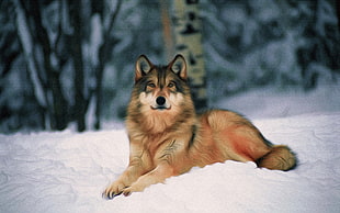 brown and white wolf, wolf, snow, forest