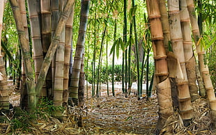 bamboo trees, bamboo HD wallpaper