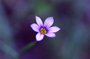 focus photography of flower