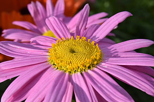 pink Daisy flower in closeup photo