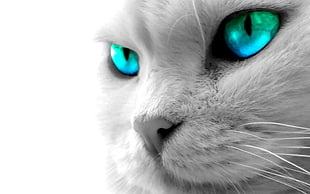 short-fur white cat, cat, animals, eyes, blue eyes HD wallpaper