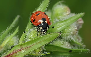 macro photo of a red and black ladybug on green leaf