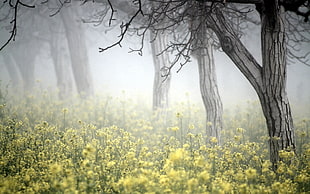 yellow flowers beside trees during foggy day HD wallpaper