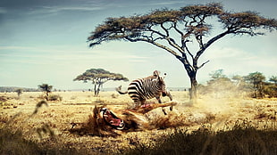 zebra illustration, nature, animals, zebras, trees
