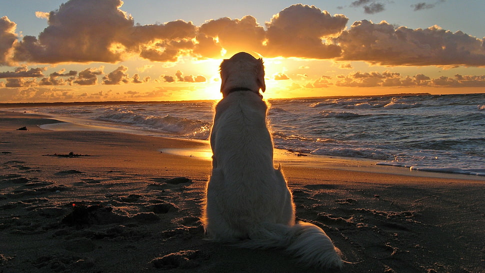 adult yellow Labrador retriever dog, dog, sunset, beach, waves HD wallpaper