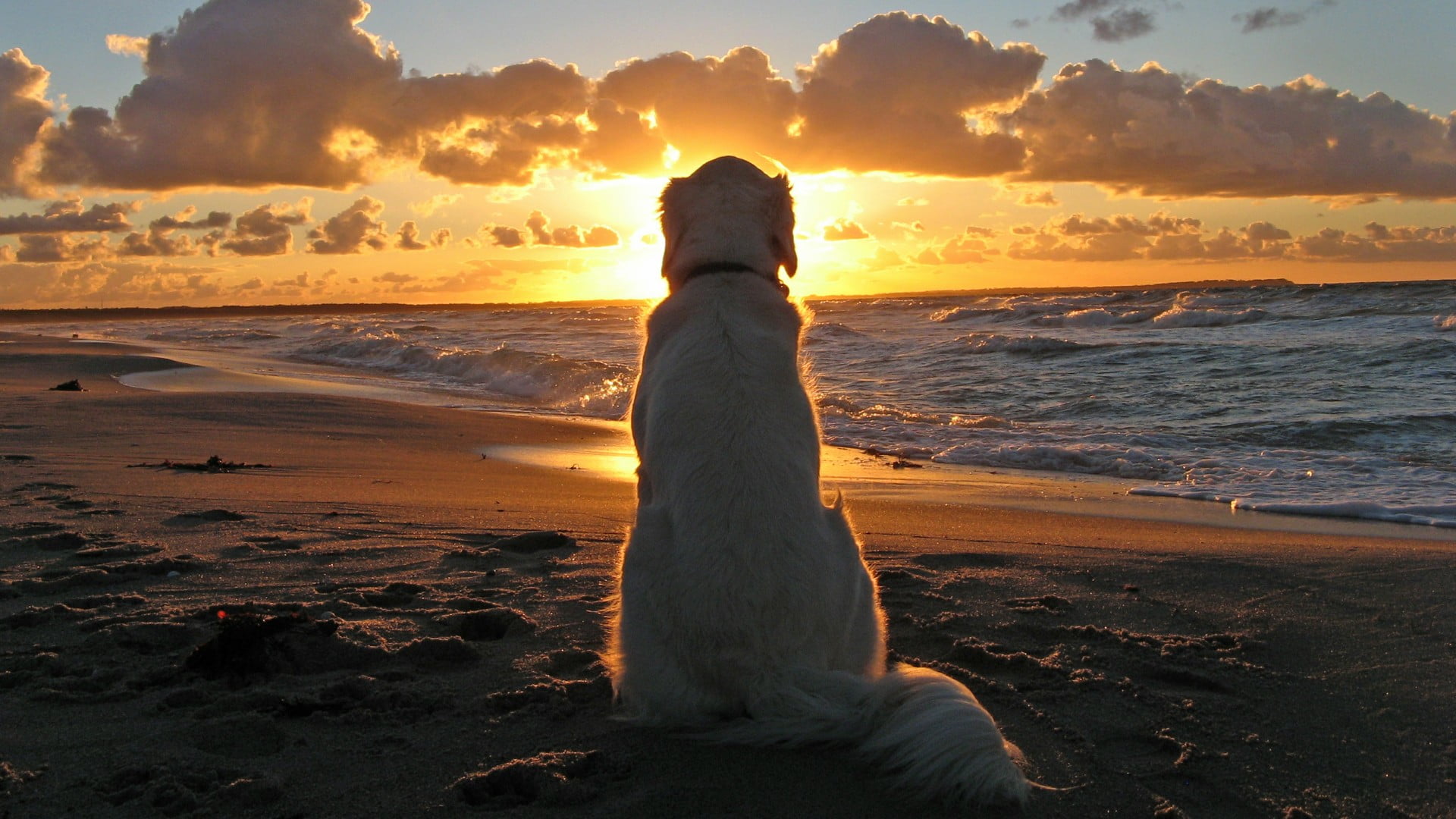 adult yellow Labrador retriever dog, dog, sunset, beach, waves