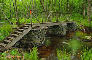 brown wooden bridge with steel-framed base surrounded with trees at daytime HD wallpaper