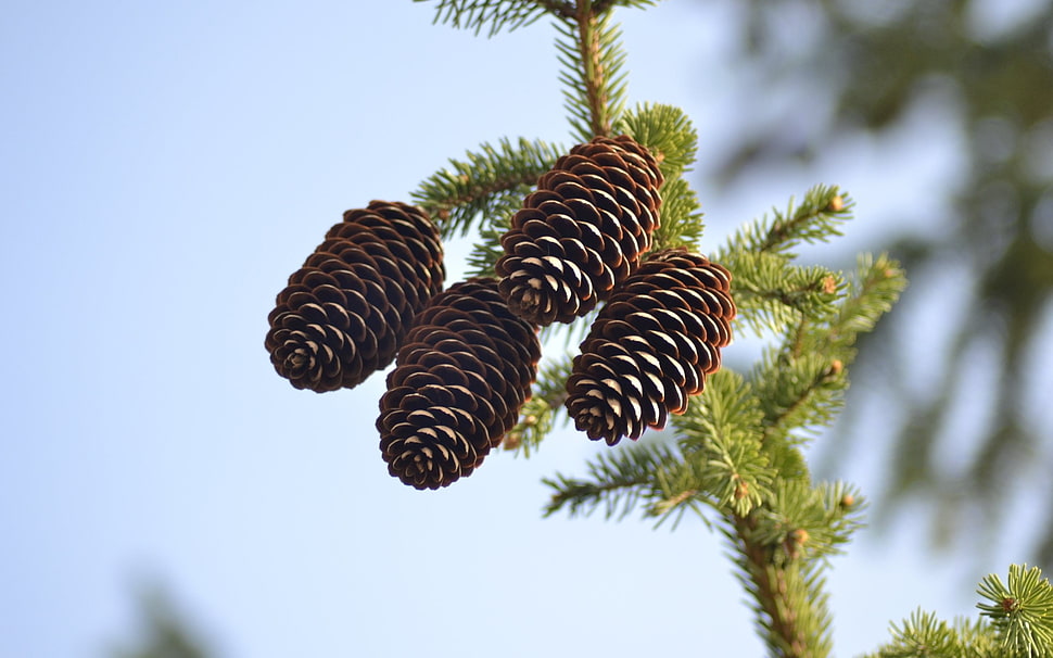 green pine tree during daytime HD wallpaper