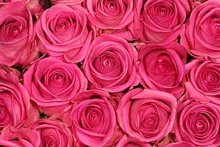 closeup photo of pink roses HD wallpaper