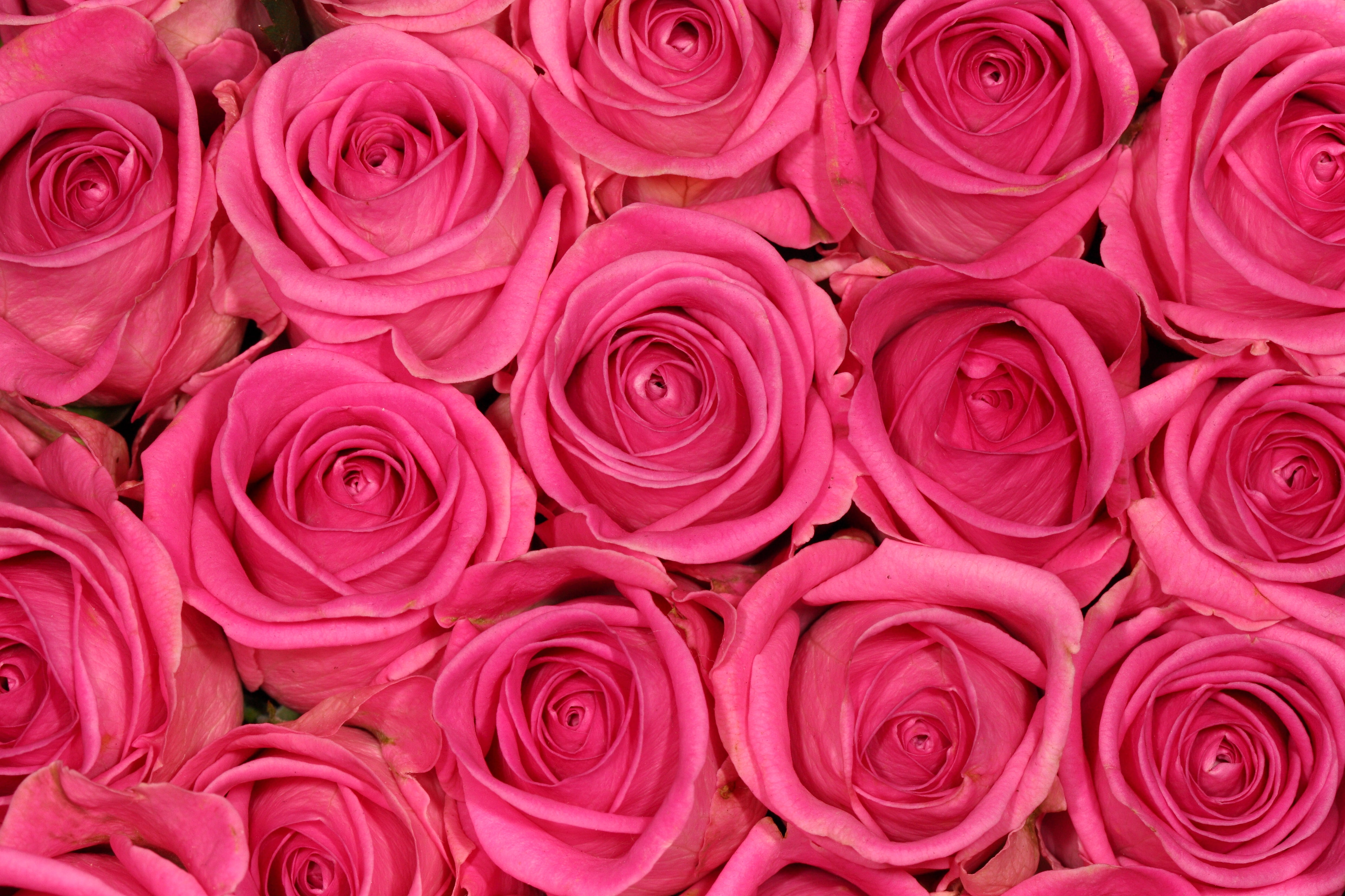 1920x1080 resolution | closeup photo of pink roses HD wallpaper ...