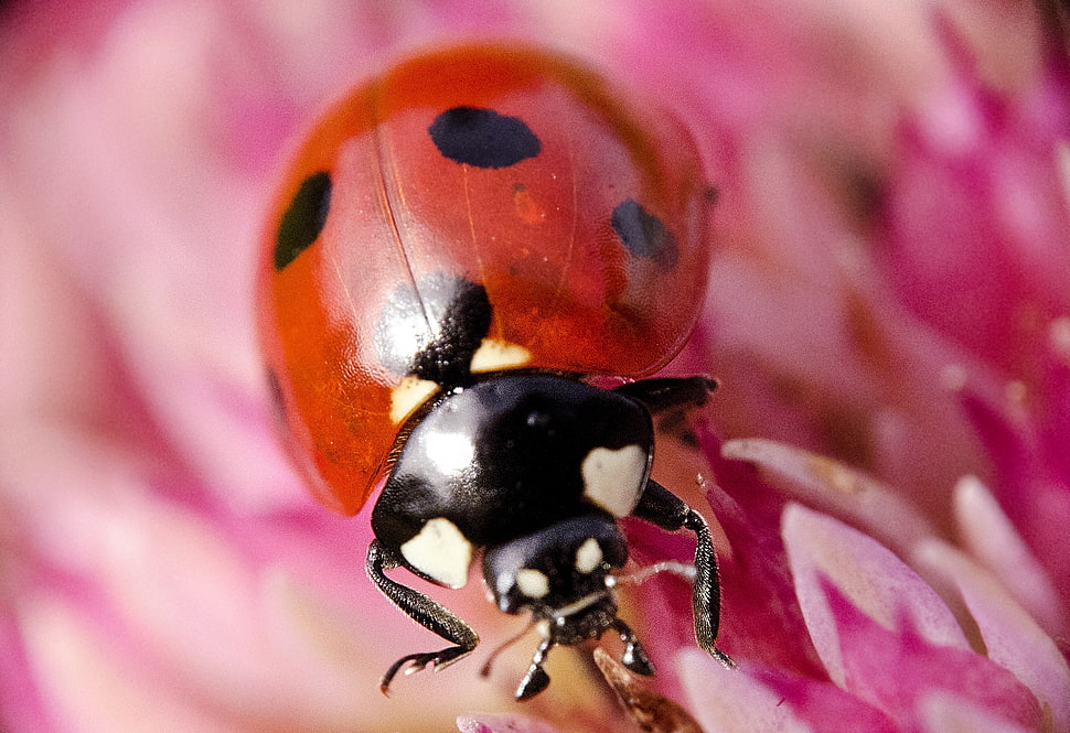 Seven-spotted ladybird on pink flower in macro photography HD wallpaper