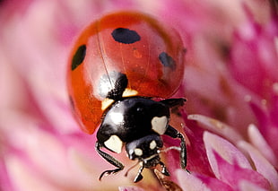 Seven-spotted ladybird on pink flower in macro photography