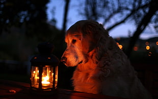 Adult Golden Retriever looking on green lantern