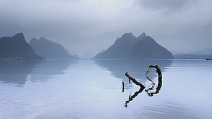 selective focus photography of tree twig on body of water surrounded with rock formations