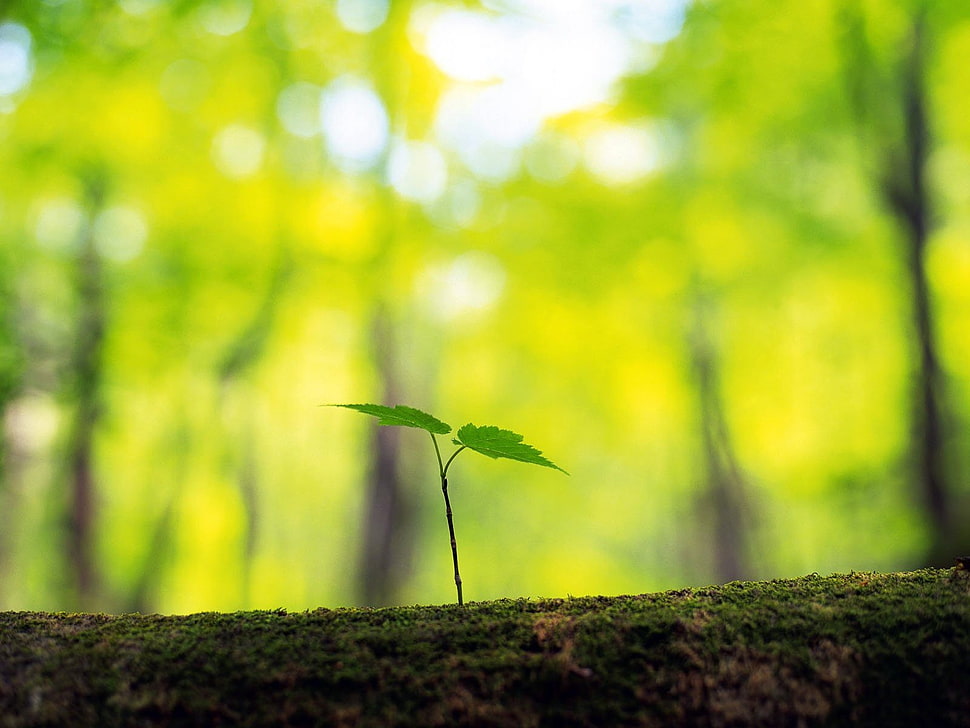 green leaf plant HD wallpaper