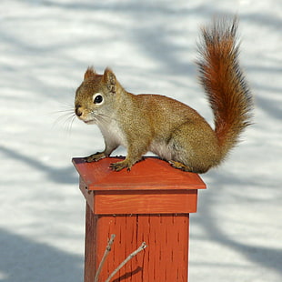 squirrel on wooden column, red squirrel