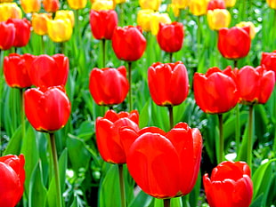 red and yellow tulips, bodensee, mainau HD wallpaper