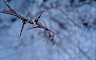selective focus photography of brown twig