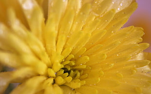 macro photograph of yellow petaled flower