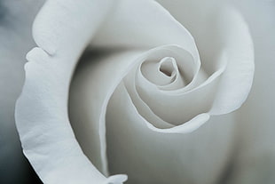 white rose flower, flower, rose, 8k HD wallpaper