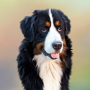 closeup photo of tricolor Bernese Mountain dog