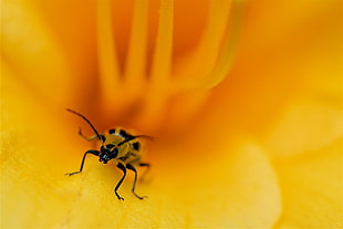 tilt shift lens photography of insect in yellow flower petal