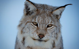 selective focus photography of Lynx cat