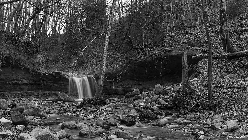 gray scale photo of forest HD wallpaper