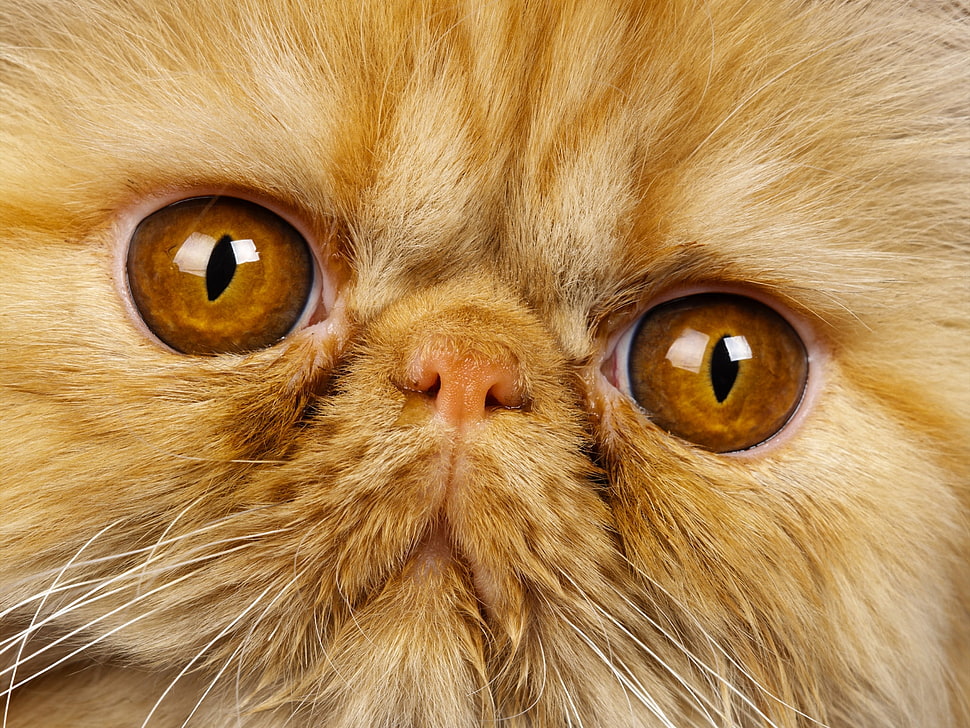 close-up photo of cat's eyes HD wallpaper