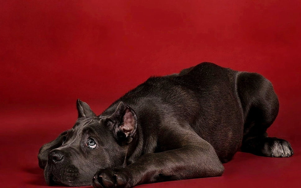 black Great Dane puppy HD wallpaper