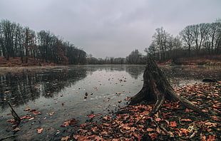 photography of body of water and forest