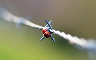 focus photo of two red Ladybugs perched on gray steel barbwire