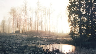 bare trees, morning, mist, forest, lights HD wallpaper