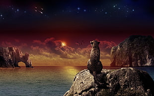gray cheetah sitting on rock while watching sunset