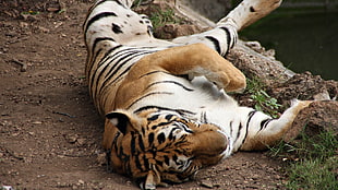 photograph of tiger lying down