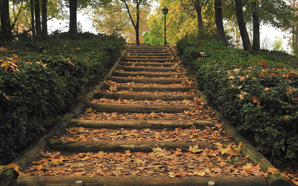 brown concrete stair, park, stairs, lantern, fall HD wallpaper
