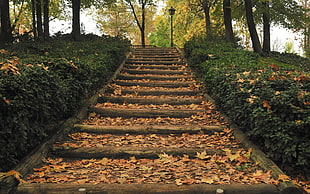 brown concrete stair, park, stairs, lantern, fall
