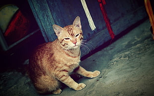 orange Tabby cat beside door