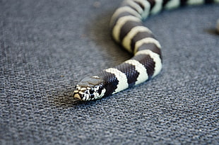 white and black snake
