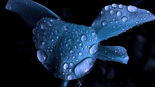 droplets of water, flowers, water drops, macro, blue flowers HD wallpaper