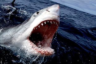 great white shark, shark, Great White Shark, sea HD wallpaper